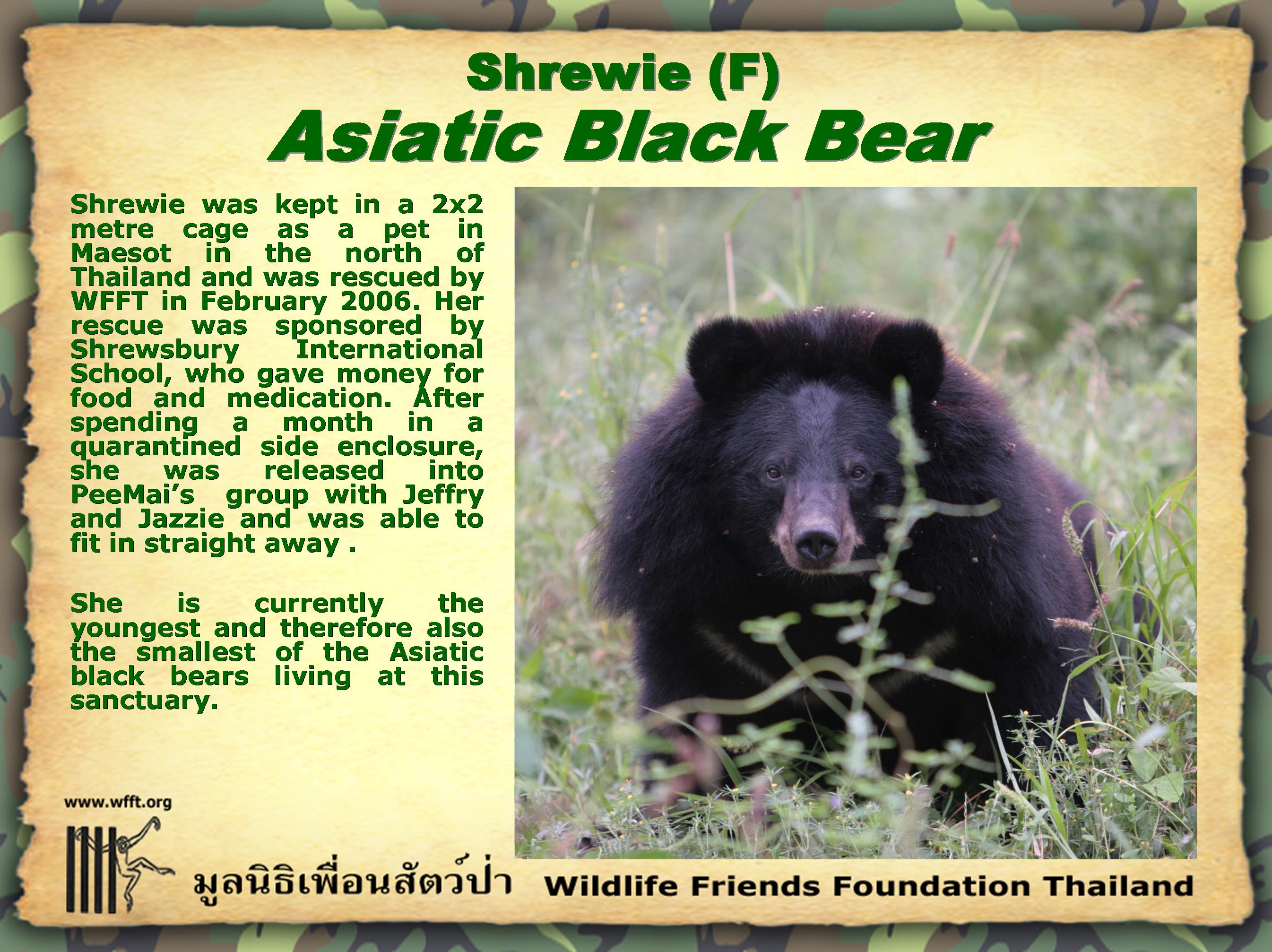 wfftbear1