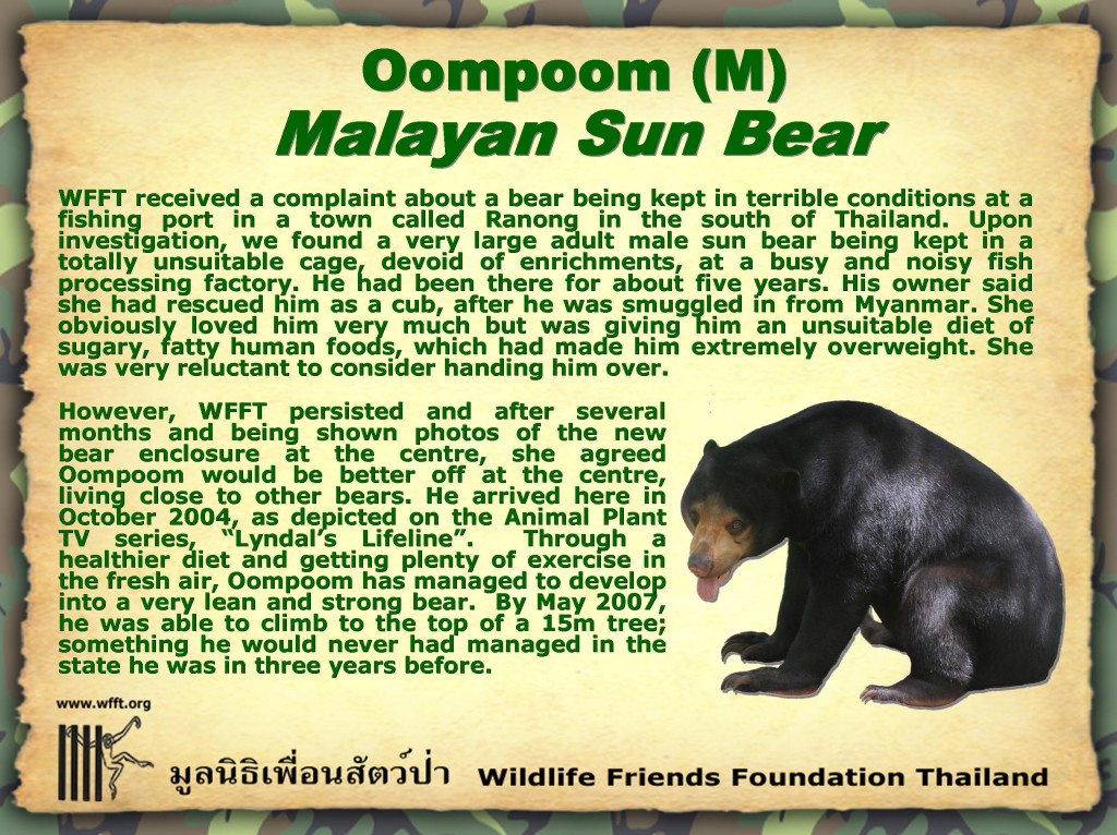 wfftbear10