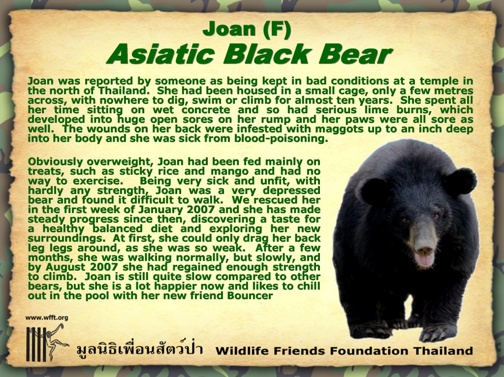 wfftbear2