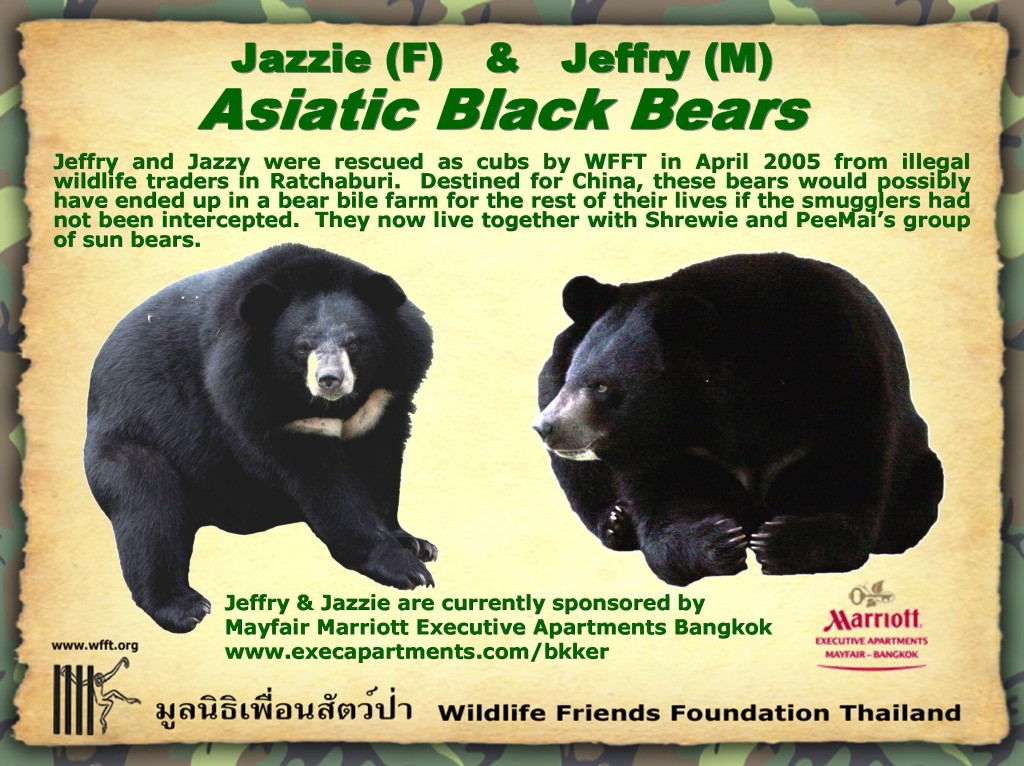 wfftbear3