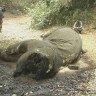 The unlikely tale of the two dead elephants