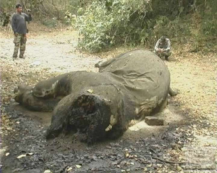 The unlikely tale of the two dead elephants