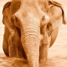 Recent attacks on NGO's in Thailand