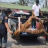 Trip to 7-Eleven leads Bangkok police to tiger butchers