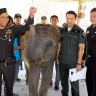 Phuket’s baby elephants under investigation - Phuket Gazette