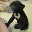 Sun-bear cub rescue 