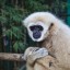 Blind gibbon "Nee" will receive eye surgery in 2013