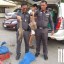 Wildlife traders caught with 100 live pangolins