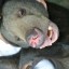 Temple hands over dumped wildlife 