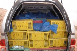 Packed up pangolins