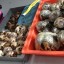 Critically endangered tortoises found on Bangkok airport 