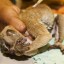 Electrocuted slow loris rescued 