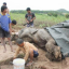 Male elephant killed at Pattaya elephant camp