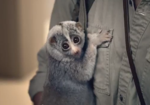 STOP! Slow loris used in commercial for paint