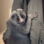 STOP! Slow loris used in commercial for paint