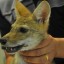 Asiatic Golden Jackal rescue 