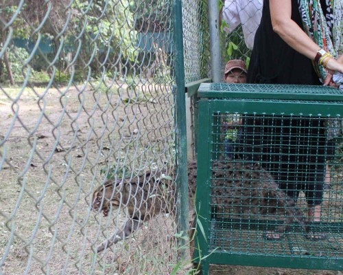 Rescued fishing cats at WFFT moved