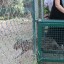 Rescued fishing cats at WFFT moved