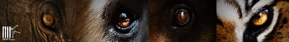 Wildlife Friends Foundation Thailand