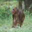 A medical masterpiece! Melioidosis macaques cured!