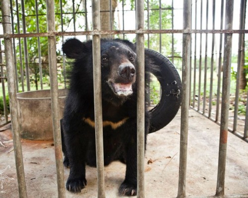 A bear rescue long overdue...