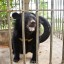 A bear rescue long overdue...