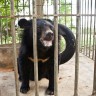 A bear rescue long overdue...