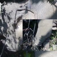 EVIDENCE! Wild elephant caught for tourist camp
