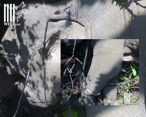 EVIDENCE! Wild elephant caught for tourist camp