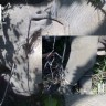 EVIDENCE! Wild elephant caught for tourist camp