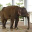 Elephants for tourism; THE DAMAGE DONE