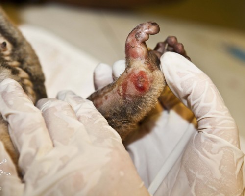 Electrocuted loris brought in ... again