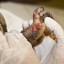 Electrocuted loris brought in ... again