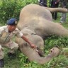 Another wild elephant electrocuted