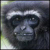 Black Handed Gibbon