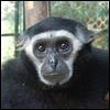 Pilieated Gibbon