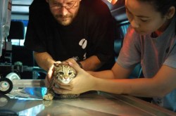 A juvenile Fishing Cat (felis viverrina) rescued from forest fires in Sraburi province