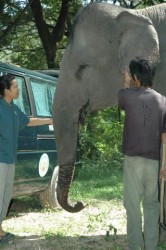 A Thai Mahout brings a domestic elephant for a check-up