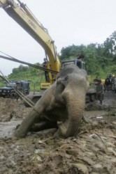 The third attempt to lift up the elephant