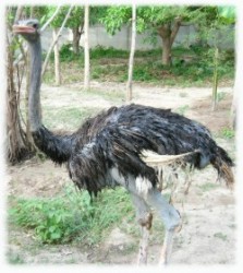 Tatoh ... Tatoh in horrible physical shape at his new enclosure.