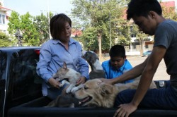 flooddogsreturn2 flooddogsreturn2