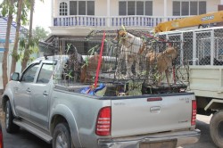 flooddogsreturn3 flooddogsreturn3