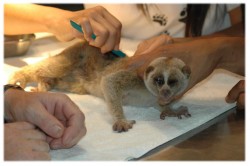 loristreatment1 loristreatment1