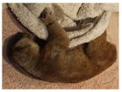 loristreatment2 loristreatment2