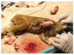 loristreatment3 loristreatment3