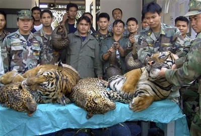 Thailand Wildlife Trade