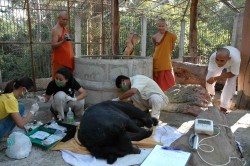 treatbear3 treatbear3