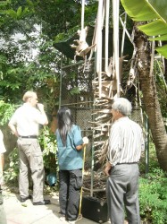 gibbon rescue 001 gibbon rescue 001