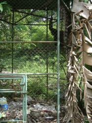 gibbon rescue 002 gibbon rescue 002