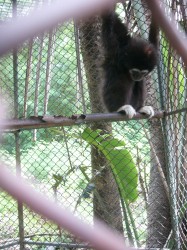 gibbon rescue 003 gibbon rescue 003